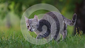 kitten in the garden catching insects in the grass