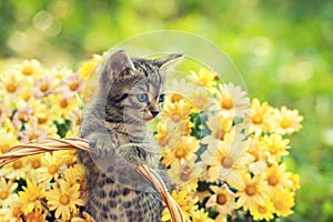 Kitten in the garden with flowers
