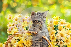 Kitten in the garden with flowers