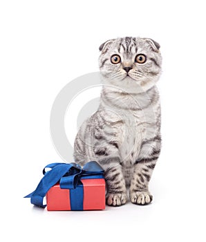 Kitten and gift