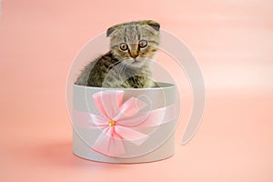 Kitten in a gift box.Adorable pet inside a gift box.Scottish fold kitten. kitten nestled in a gift box, adorned with a