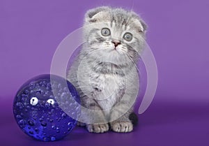 Kitten with a glass ball.