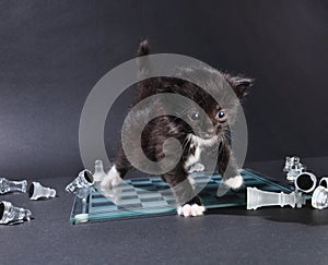 Kitten on glass chess board with pieces