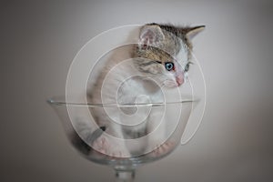 Kitten in glass cup
