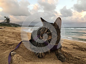 Kitten during Golden Hour in October at Kauai Beach in Lihue on Kauai Island, Hawaii.