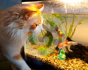 A kitten with goldfish