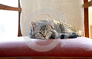 Kitten on grandma`s chair