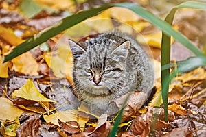 Kitten in the Grass