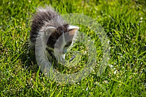 Kitten on the grass