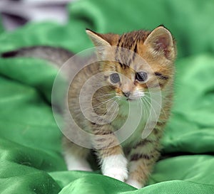 Kitten on a green background