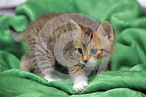 Kitten on a green background