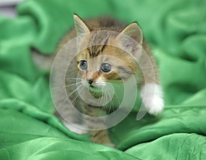Kitten on a green background