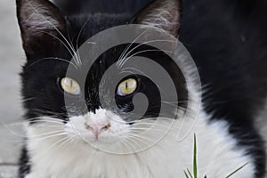 Kitten with green eyes is posing to the camera