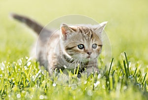 Kitten in green grass