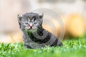 Kitten in the green grass