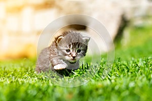 Kitten in the green grass