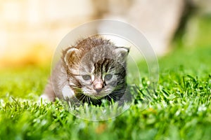 Kitten in the green grass