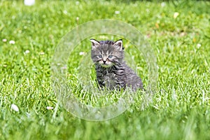 Kitten in the green grass