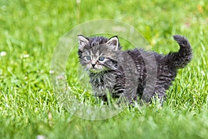 Kitten in the green grass