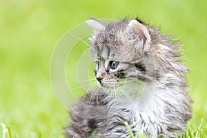 Kitten in the green grass