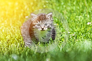 Kitten in the green grass