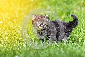 Kitten in the green grass