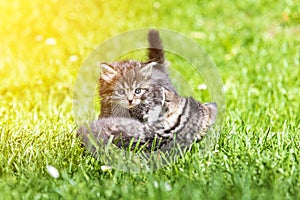 Kitten in the green grass