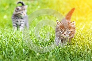 Kitten in the green grass