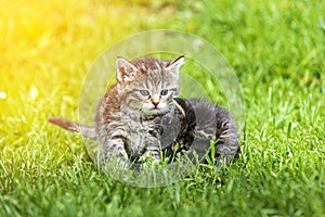 Kitten in the green grass