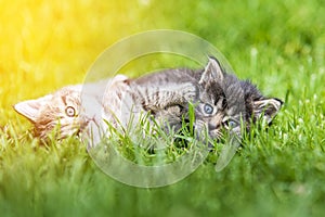 Kitten in the green grass