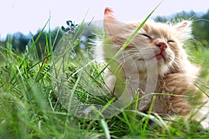 Kitten on green grass