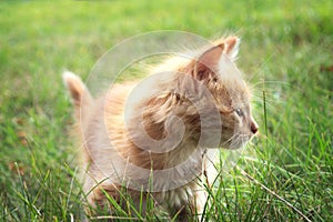 Kitten on green grass