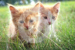 kitten on green grass