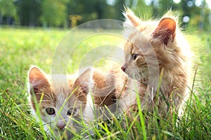 kitten on green grass