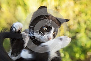 Kitten on green grass