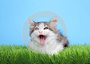 Kitten in green grass with mouth wide open