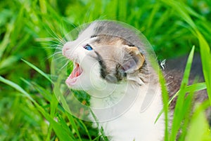 Kitten in the Green Grass in Summer