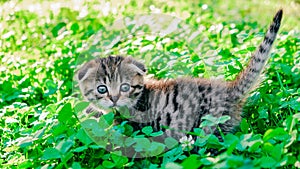 Kitten in the green grass in the summer garden. Little cute fold kitten in clover.Tabby kitten gawks at the summer