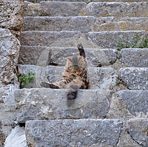 Kitten grooming on stone steps