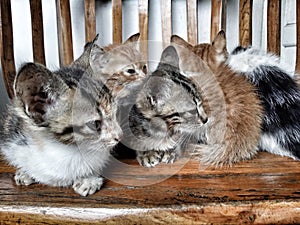 Kitten group photo