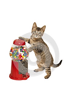 Kitten and Gumball Machine