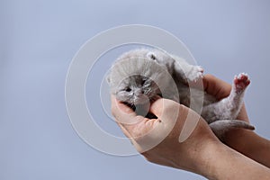 Kitten in hand, British Shorthair lilac