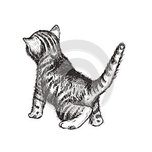 Kitten hand drawing vector illustration.