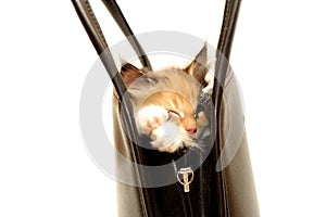 Kitten in handbag isolated on white