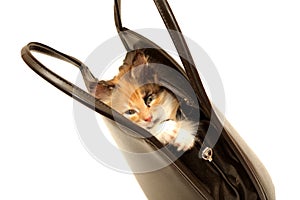 Kitten in handbag isolated on white
