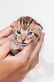 A kitten in the hands of a girl. On the palms is a small cute kitten.Two week old small newborn bengal kitten on a white