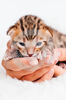 A kitten in the hands of a girl. On the palms is a small cute kitten.Two week old small newborn bengal kitten on a white