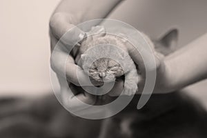 Kitten in hands of a woman