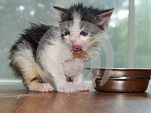 Kitten has wet food left on his chin and nose. Messy eating