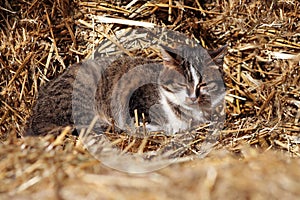 Kitten on hay